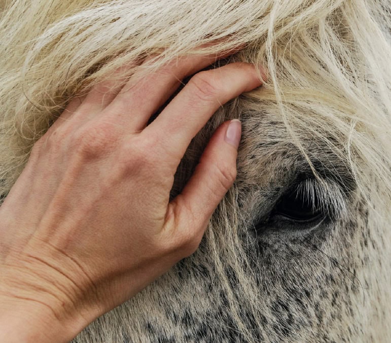 HORSE-GUIDED EMPOWERMENT in Dubai